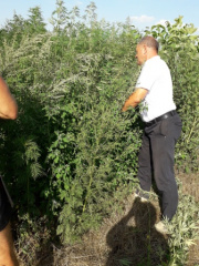 В Ловлинском сельском поселении продолжается работа комиссии  по мониторингу произрастания наркосодержащей растительности 