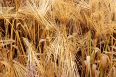 Операция «Урожай-2013» проходит в Тбилисском районе