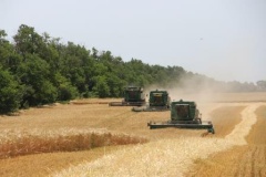 Завершена уборка озимого ячменя в Тбилисском районе