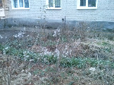Магазин «Обувь»  по ул. Первомайской, 21. Сухая сорная растительность перед домом.