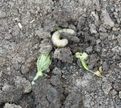 ПОДГРЫЗАЮЩИЕ СОВКИ