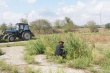 В Марьинском сельском поселении уничтожили около 3,5 тысяч кустов конопли