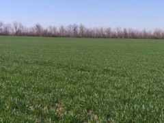 В Тбилисском районе проходят весенние полевые работы