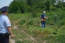 В Тбилисском районе регулярно проходят рейды по выявлению произрастания наркосодержащей растительности и уничтожению ее очагов