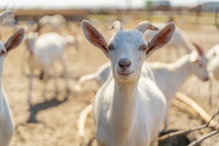 Объекты агротуризма Кубани получат гранты на развитие