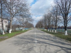 В Тбилисской высадили аллею молодых деревьев