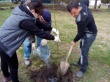 Акцию «Посади и вырасти свое дерево» провели молодые депутаты