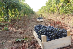 Винодельня из Краснодарского края увеличила выработку на 23%