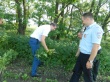 В Нововладимировской уничтожили более 3,5 тысяч кустов конопли