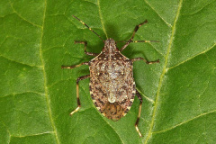 В Н И М А Н И Е ! ОПАСНЫЙ ВРЕДИТЕЛЬ - КОРИЧНЕВО - МРАМОРНЫЙ КЛОП