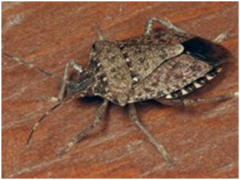 ВНИМАНИЕ! В Краснодарском крае выявлен опасный карантинный вредитель коричнево-мраморный клоп