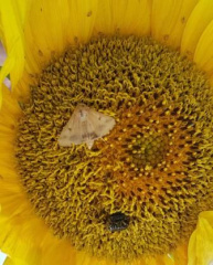 СИГНАЛИЗАЦИОННОЕ СООБЩЕНИЕ РОССЕЛЬХОЗЦЕНТРА: Хлопковая совка