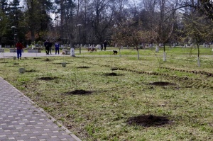 В парке имени И.Е. Семыкина появилась новая аллея 
