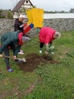 Высадка деревьев на территории  детской площадки