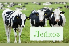 Лейкоз - хроническая инфекционная болезнь крупного рогатого скота