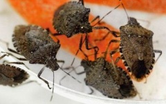 ВНИМАНИЕ! Коричнево-мраморный клоп – опасный вредитель!