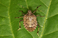 Внимание! Опасный вредитель - коричнево - мраморный клоп!