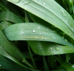 Внимание! Желтая ржавчина!