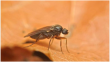 Многоядная муха–горбатка  –  опасный для здоровья человека вредитель