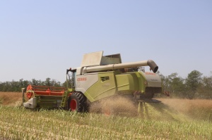 Тбилисские аграрии завершают уборку рапса