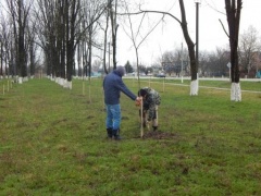 В Тбилисской высажены 53 саженца 