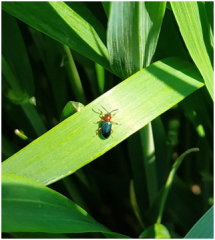 Вредитель - пьявица красногрудая