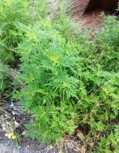 ВНИМАНИЕ – АМБРОЗИЯ ПОЛЫННОЛИСТНАЯ!