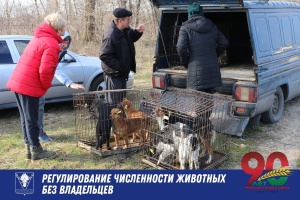 Продолжается работа по регулированию численности животных без владельцев