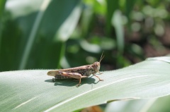 Внимание – Мароккская саранча!