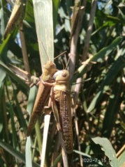 Внимание – Саранча!