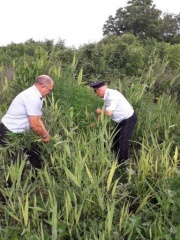 В Тбилисском районе проходят рейды по уничтожению наркосодержащей растительности