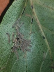 АМЕРИКАНСКАЯ БЕЛАЯ БАБОЧКА 