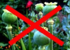 В период с мая по октябрь 2016 года на территории Тбилисского района проводит Всероссийская оперативно-профилактическая операция «Мак-2016»