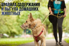 Правила содержания домашних животных
