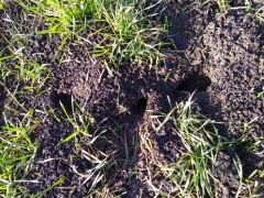 МЫШЕВИДНЫЕ ГРЫЗУНЫ