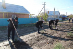 В Тбилисской появилась аллея елей