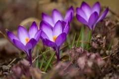 Уважаемые жители Тбилисского района! Берегите первоцветы!