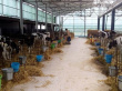 Смотр животноводческих ферм проходит в Тбилисском районе