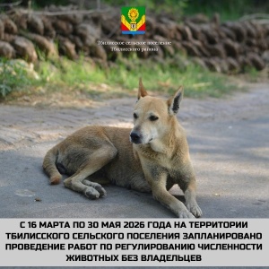 Продолжается отлов собак в рамках действующего законодательства