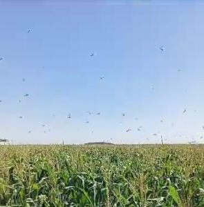 Массовое окрыление азиатской перелетной саранчи