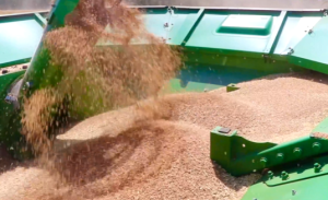 В Тбилисском районе в разгаре уборка зерновых