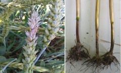 Фузариоз колоса и офиоболезная гниль на озимых