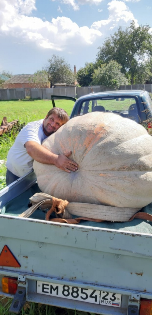 Фермер из Тбилисского района вырастил 300 килограммовую тыкву