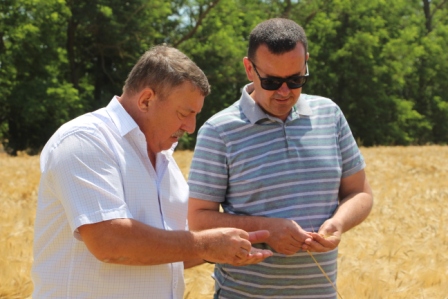 В Тбилисском районе начали убирать озимый ячмень