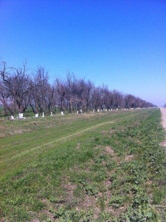 В Тбилисской продолжают белить деревья