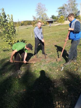 В Тбилисском районе при содействии молодого депутата посадили новые деревья на «Аллею Победы» 