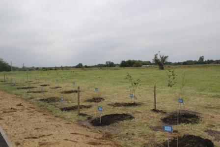 В Тбилисском районе заложили аллею в память о казаках Андрея Гречишкина