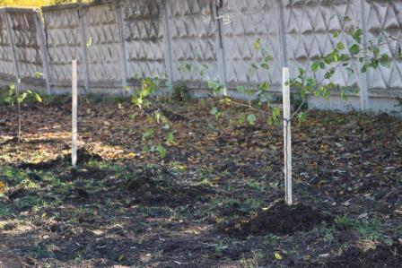 В Тбилисской высадили аллею лип