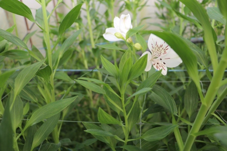 Личное подсобное хозяйство