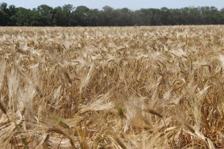 Уборка ячменя в Тбилисском районе идет полным ходом